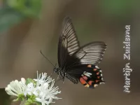 Common Rose Swallowtail [Pachliopta aristolochiae]